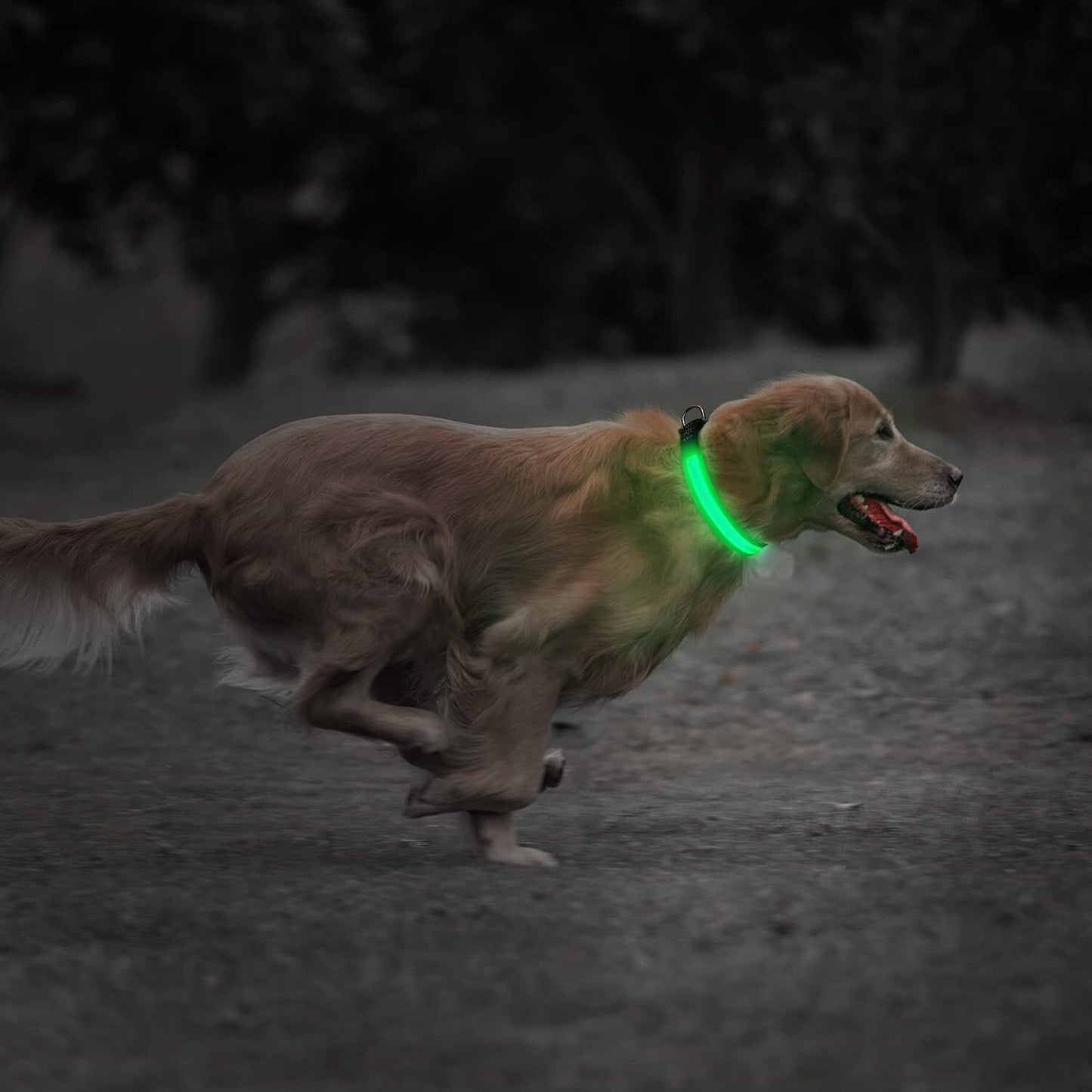 Light up Flashing USB Rechargeable LED Pet Dog Collar