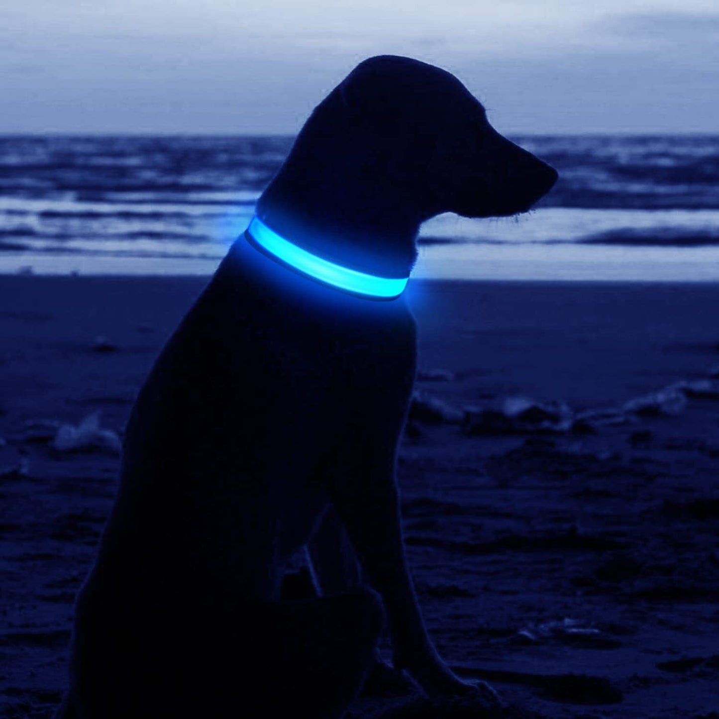 Light up Flashing USB Rechargeable LED Pet Dog Collar